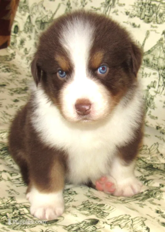 Bentley NBT AKC Purebred – Australian Shepherd puppy for sale in Lynchburg, VA