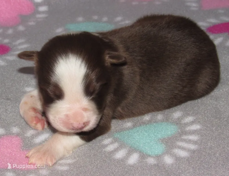 Millee RTF NO Dock NBT AKC – Australian Shepherd puppy for sale in Lynchburg, VA
