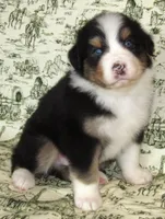 Mystic BTM AKC, a male Australian Shepherd for sale in Lynchburg, VA – 6 of 10