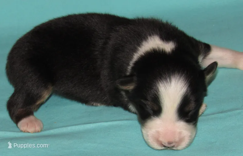 Gus BTM NO Dock NBT AKC – Australian Shepherd puppy for sale in Lynchburg, VA
