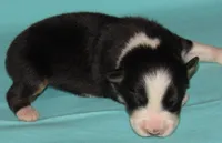 Gus BTM NO Dock NBT AKC, a male Australian Shepherd for sale in Lynchburg, VA – 1 of 9