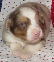 Poppy RMF NO Dock Tail NBT, a female Australian Shepherd for sale in Lynchburg, VA – 9 of 10