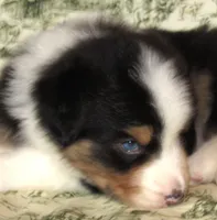 Mystic BTM AKC, a male Australian Shepherd for sale in Lynchburg, VA – 4 of 10