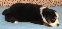 Marva AKC BTF NBT, a female Australian Shepherd for sale in Lynchburg, VA – 3 of 10