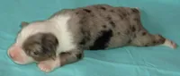 Yarra, a male Australian Shepherd for sale in Lynchburg, VA – 2 of 10