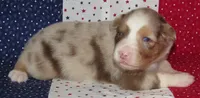 Poppy RMF NO Dock Tail NBT, a female Australian Shepherd for sale in Lynchburg, VA – 10 of 10