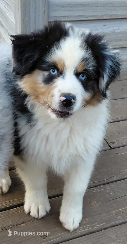 Emmett BMM AKC Purebred REDUCED! – Australian Shepherd puppy for sale in Lynchburg, VA