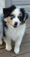 Emmett BMM AKC Purebred REDUCED!, a male Australian Shepherd for sale in Lynchburg, VA – 6 of 10