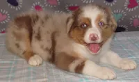 Poppy RMF NO Dock Tail NBT, a female Australian Shepherd for sale in Lynchburg, VA – 4 of 10