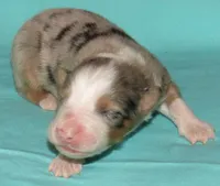 Finn BMM No Dock NBT AKC, a male Australian Shepherd for sale in Lynchburg, VA – 5 of 10