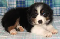 Gus BTM NO Dock NBT AKC, a male Australian Shepherd for sale in Lynchburg, VA – 9 of 10