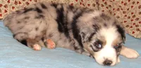Briar  AKC BMF, a female Australian Shepherd for sale in Lynchburg, VA – 6 of 10