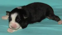 Gus BTM NO Dock NBT AKC, a male Australian Shepherd for sale in Lynchburg, VA – 7 of 9