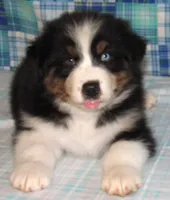 Gus BTM NO Dock NBT AKC, a male Australian Shepherd for sale in Lynchburg, VA – 8 of 10