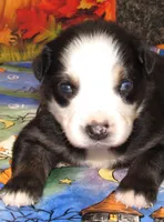 Animal, a male Australian Shepherd for sale in Lynchburg, VA – 5 of 10
