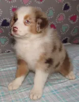 KoKo RMF AKC, a female Australian Shepherd for sale in Lynchburg, VA – 6 of 10