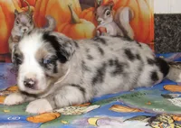Briar, a female Australian Shepherd for sale in Lynchburg, VA – 4 of 9