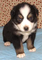 Zinnea BTF AKC, a female Australian Shepherd for sale in Lynchburg, VA – 3 of 10