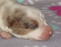 KoKo RMF AKC, a female Australian Shepherd for sale in Lynchburg, VA – 9 of 10