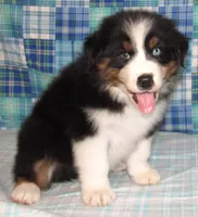 Gus BTM NO Dock NBT AKC, a male Australian Shepherd for sale in Lynchburg, VA – 5 of 10