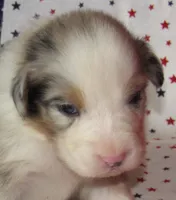 Stella BMF NO Dock NBT AKC, a female Australian Shepherd for sale in Lynchburg, VA – 8 of 9