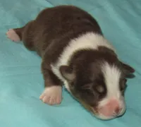 Bentley NBT AKC Purebred, a male Australian Shepherd for sale in Lynchburg, VA – 6 of 8