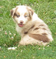 KoKo RMF AKC, a female Australian Shepherd for sale in Lynchburg, VA – 4 of 10