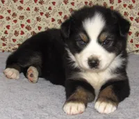 Zinnea BTF AKC, a female Australian Shepherd for sale in Lynchburg, VA – 6 of 10