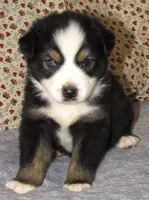 Zinnea BTF AKC, a female Australian Shepherd for sale in Lynchburg, VA – 10 of 10