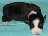 Gus BTM NO Dock NBT AKC, a male Australian Shepherd for sale in Lynchburg, VA – 3 of 9