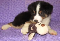 Mystic BTM AKC, a male Australian Shepherd for sale in Lynchburg, VA – 5 of 10