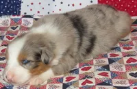 Finn BMM No Dock NBT AKC, a male Australian Shepherd for sale in Lynchburg, VA – 2 of 9