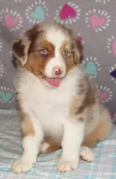 Poppy RMF NO Dock Tail NBT, a female Australian Shepherd for sale in Lynchburg, VA – 5 of 10