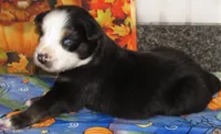Animal, a male Australian Shepherd for sale in Lynchburg, VA – 3 of 10