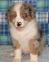 Yarra  AKC BMM, a male Australian Shepherd for sale in Lynchburg, VA – 3 of 10