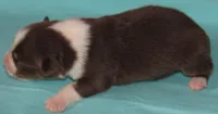 Bentley NBT AKC Purebred, a male Australian Shepherd for sale in Lynchburg, VA – 5 of 8