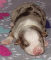 KoKo RMF AKC, a female Australian Shepherd for sale in Lynchburg, VA – 5 of 10