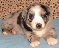 Briar  AKC BMF, a female Australian Shepherd for sale in Lynchburg, VA – 4 of 10