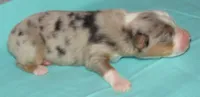 Finn BMM No Dock NBT AKC, a male Australian Shepherd for sale in Lynchburg, VA – 2 of 10