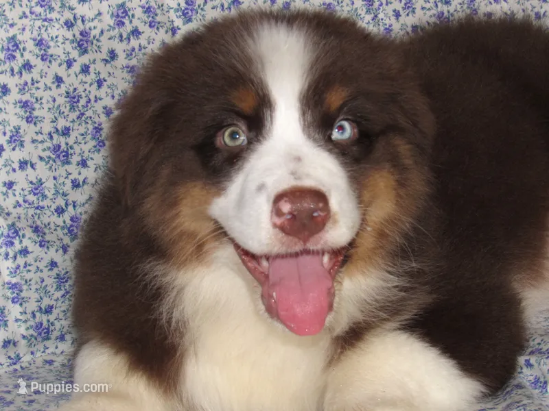 Millee RTF NO Dock NBT AKC – Australian Shepherd puppy for sale in Lynchburg, VA