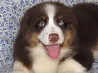 Millee RTF NO Dock NBT AKC, a female Australian Shepherd for sale in Lynchburg, VA – 1 of 7