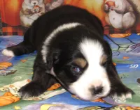 Marva NBT, a female Australian Shepherd for sale in Lynchburg, VA – 9 of 9