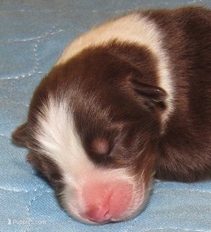 Bentley NBT AKC Purebred – Australian Shepherd puppy for sale in Lynchburg, VA