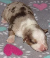 KoKo RMF AKC, a female Australian Shepherd for sale in Lynchburg, VA – 7 of 10