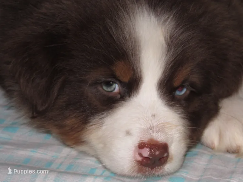 Millee RTF NO Dock NBT AKC – Australian Shepherd puppy for sale in Lynchburg, VA