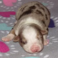 KoKo RMF AKC, a female Australian Shepherd for sale in Lynchburg, VA – 2 of 10