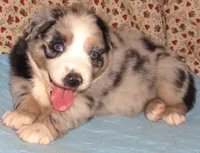 Briar  AKC BMF, a female Australian Shepherd for sale in Lynchburg, VA – 5 of 10