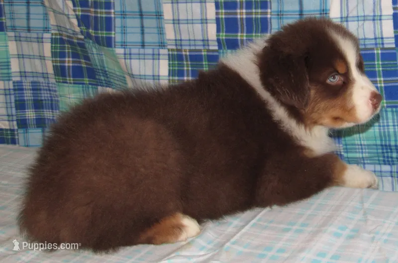 Bentley NBT AKC Purebred – Australian Shepherd puppy for sale in Lynchburg, VA