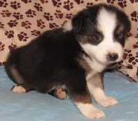 Odin AKC  NBT, a male Australian Shepherd for sale in Lynchburg, VA – 9 of 10