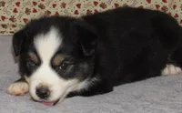 Zinnea BTF AKC, a female Australian Shepherd for sale in Lynchburg, VA – 8 of 10